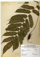 藏品(腸蕨)的圖片